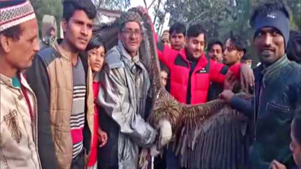 हिमालयी ग्रिफॉन गिद्ध क्यों दुर्लभ हिमालयी ग्रिफॉन गिद्ध क्यों दुर्लभ