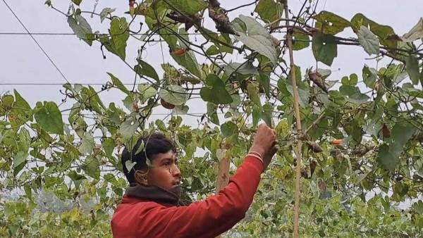 युवा किसान सोनू ने बनाई अलग पहचान युवा किसान सोनू ने बनाई अलग पहचान