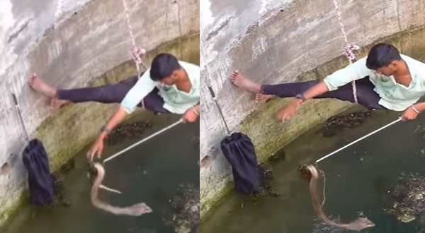सांप को क्‍यों बचाने पहुंचा ये शख्‍स