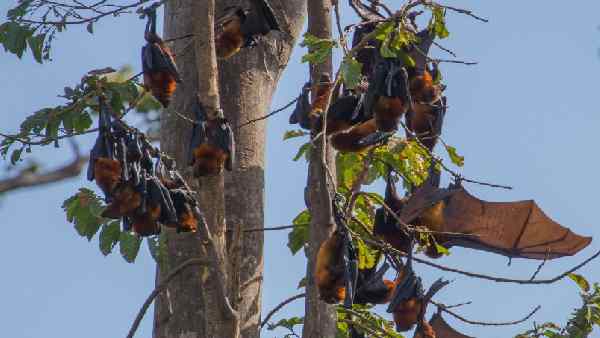 छत्तीसगढ़ में चमगादड़ की 26 प्रजातियां देखने का दावा