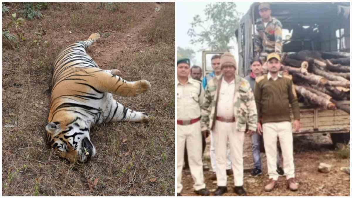 tiger panna tiger panna