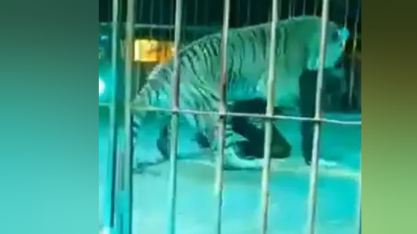 इटली के लेसे के सर्कस के लाइव शो की है ये घटना इटली के लेसे के सर्कस के लाइव शो की है ये घटना