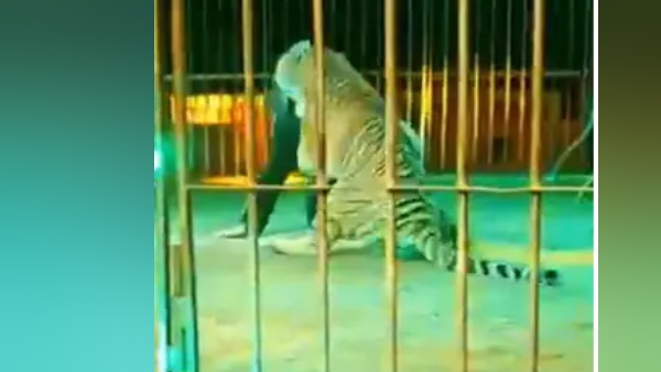 दांत से घसीटने लगा टाइगर तो दर्द से चीखता रहा ट्रेनर दांत से घसीटने लगा टाइगर तो दर्द से चीखता रहा ट्रेनर