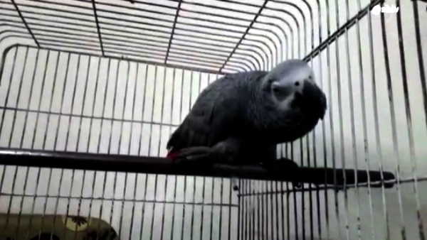 अफ्रीकन तोते को लेकर गहराया विवाद