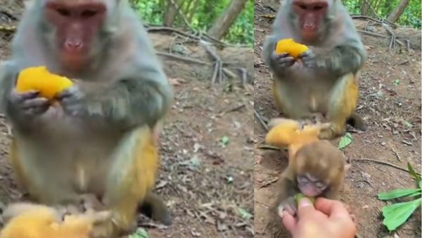 लोगों को खूब पसंद आया वीडियो