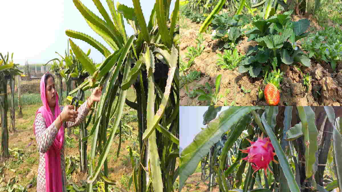 Mirzapur Learned to cultivate Dragon Fruit from Google woman farmer is earning millions in profit Mirzapur Learned to cultivate Dragon Fruit from Google woman farmer is earning millions in profit