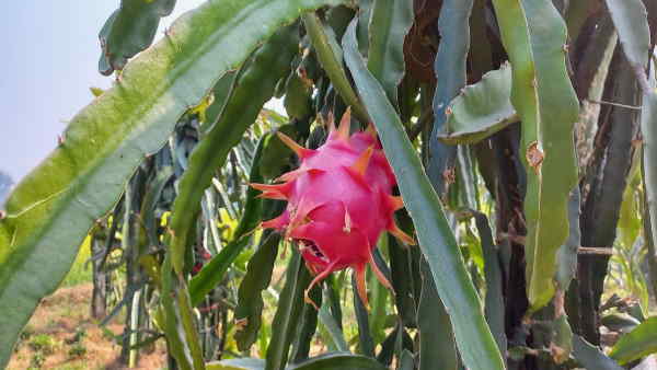 महिलाओं के लिए आसान है ड्रैगन फ्रूट की खेती महिलाओं के लिए आसान है ड्रैगन फ्रूट की खेती