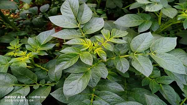 झुलसा रोग की कैसे करें पहचान झुलसा रोग की कैसे करें पहचान