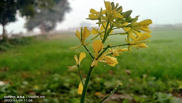 सरसों को हानि पहुंचा सकते हैं माहू कीट सरसों को हानि पहुंचा सकते हैं माहू कीट
