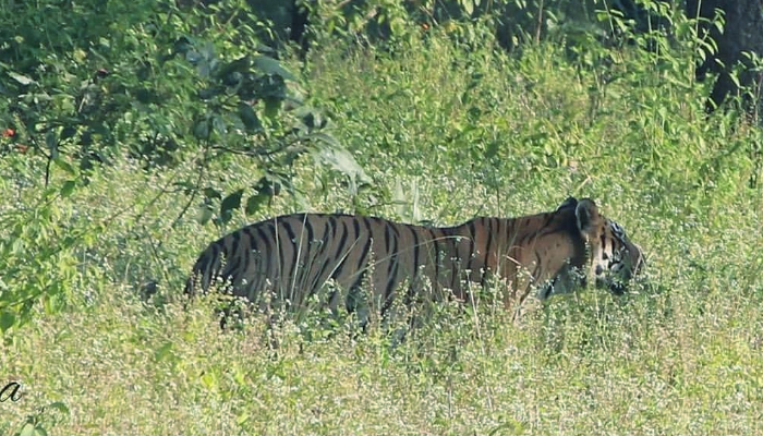 एक माह की दूसरी घटना