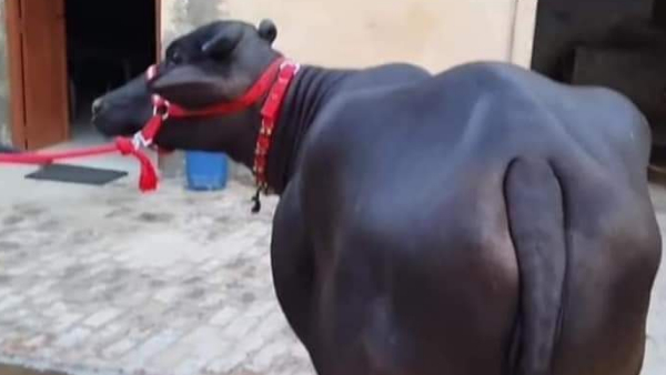 गायों के बाद अब भैंसों पर होगा प्रयोग गायों के बाद अब भैंसों पर होगा प्रयोग