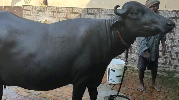 सेक्स सार्टेड सीमन से 50 हजार स्ट्रा तैयार सेक्स सार्टेड सीमन से 50 हजार स्ट्रा तैयार