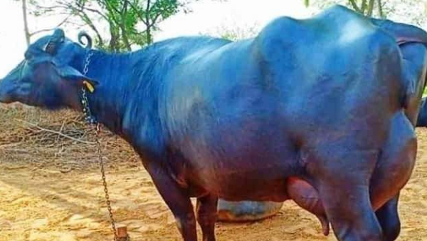 20 लीटर तक दूध देंगी भैंस 20 लीटर तक दूध देंगी भैंस
