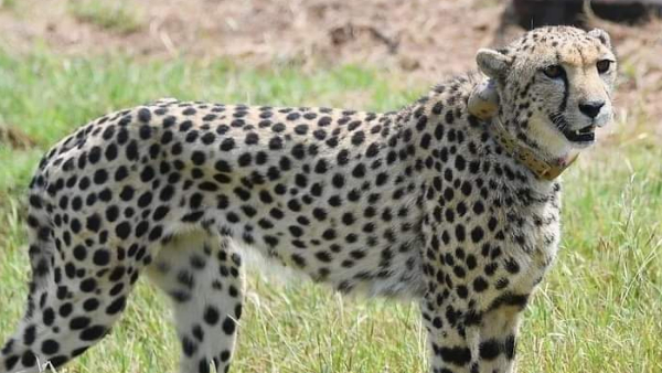 Disturbing news from Kuno National Park female cheetahs health deteriorated experts from Bhopal Disturbing news from Kuno National Park female cheetahs health deteriorated experts from Bhopal