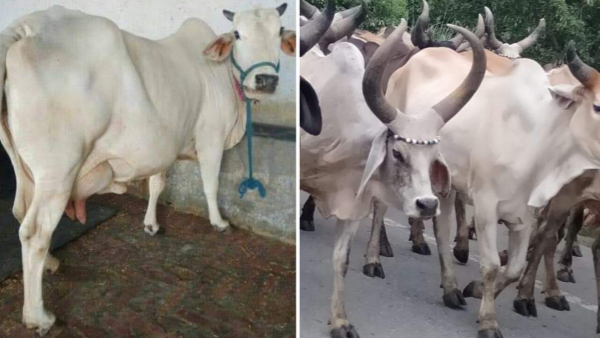 उन्नत नस्ल की गाय की प्रतियोगिताएं