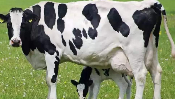 पहली बार ऐसा प्रयोग