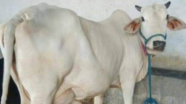 उन्नत नस्ल की दुधारू गायों की प्रतियोगिता