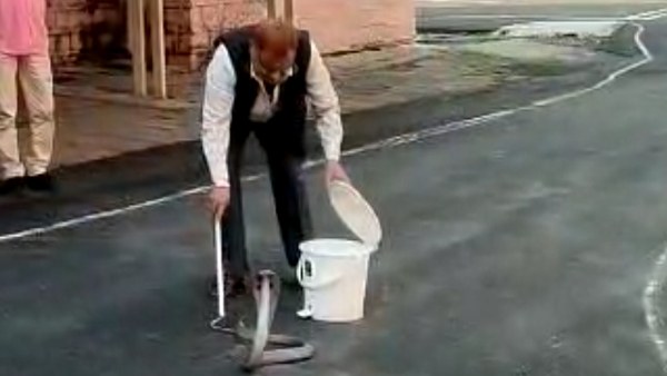 सांप ने चूहे का किया था शिकार सांप ने चूहे का किया था शिकार