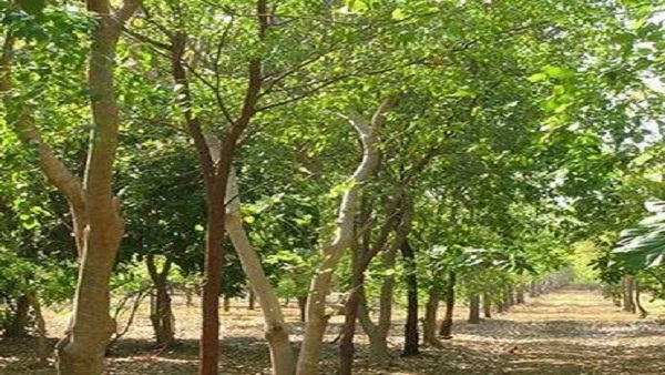 सौंदय प्रसाधन, धूप, क्रीम, साबुन बनाने में होता है उपयोग सफेद चंदन