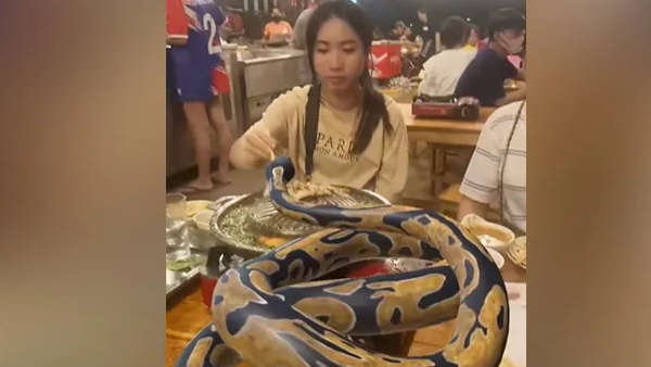 महिला बिना डरे अजगर के सामने बैठक कर खाना खाती आई नजर 