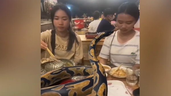 महिला के मुंह के पास अजगर ने घुमाई मुंडी 