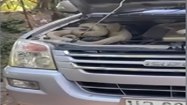 फुंफकार देख सिहर उठे लोग