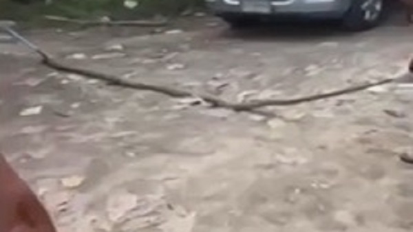 स्कूटर में छिपा था किंग कोबरा