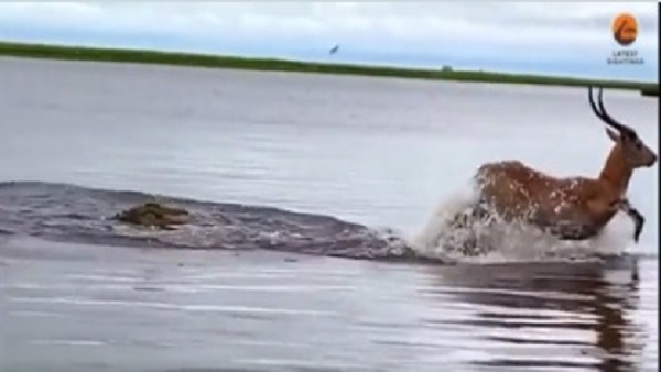 मगरमच्छ ने मृग पर मारा झपट्टा