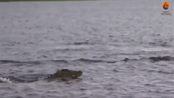 मृग ने आखिरकार बचाई जान