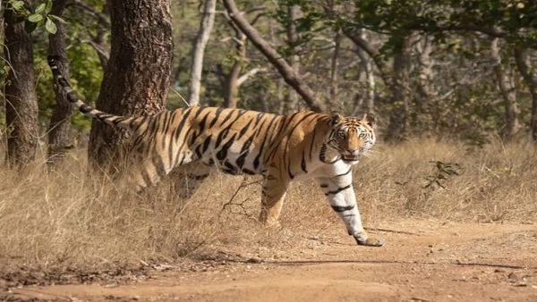 बाघों की संख्या बढ़ने से वे कोर एरिया से बफर एरिया में जा रहे हैं