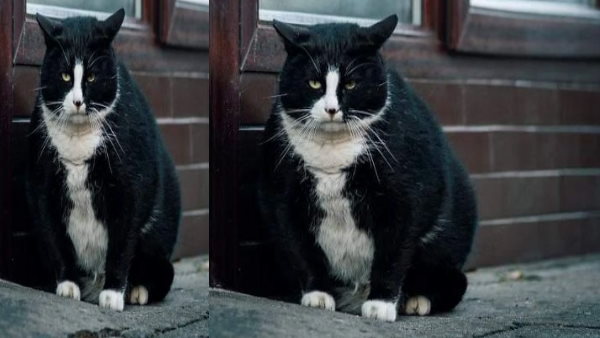 पड़ोसी देशों से पर्यटक इसे देखने पहुंंच रहे 