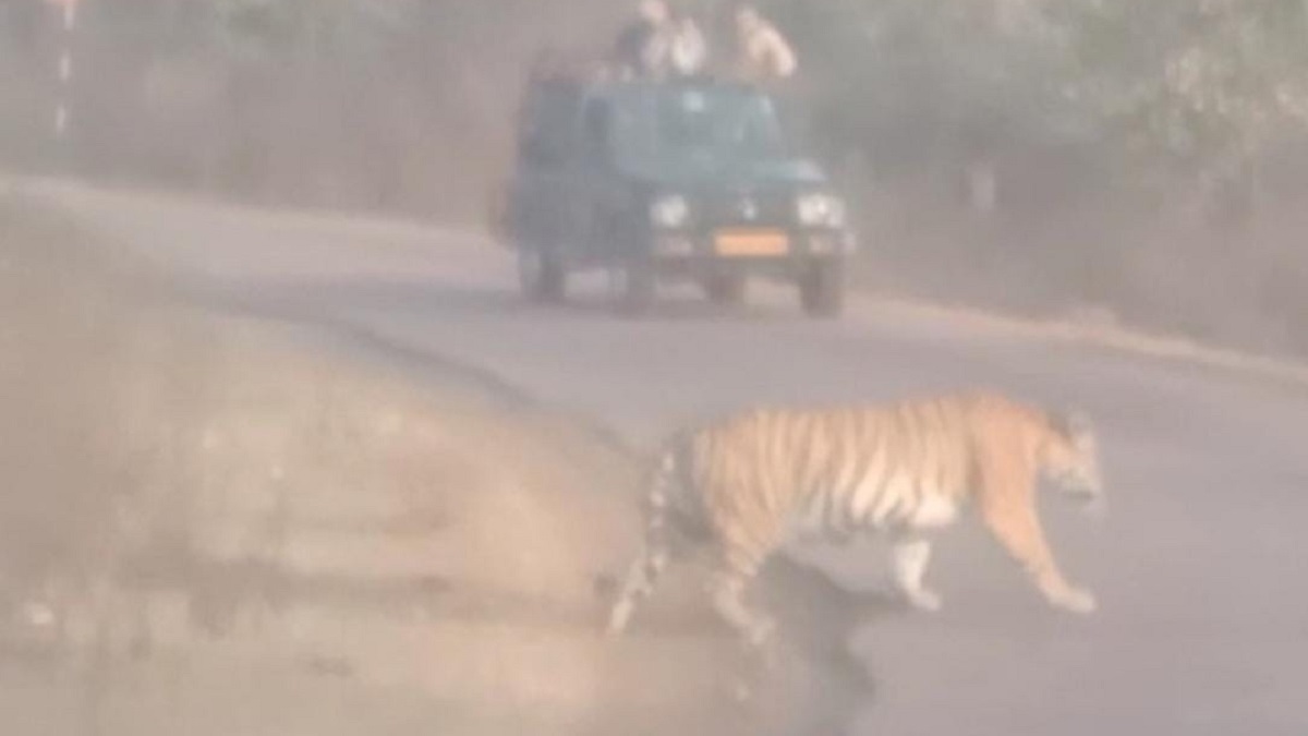 अकोला बफर क्षेत्र में बाघिन पी-234 सड़क पर आ गई