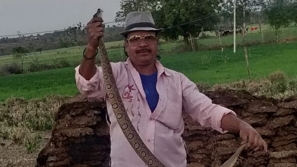  रसल वाइपर को अजगर समझकर कर पकड़ने लगे, पता चला तो कांप गए