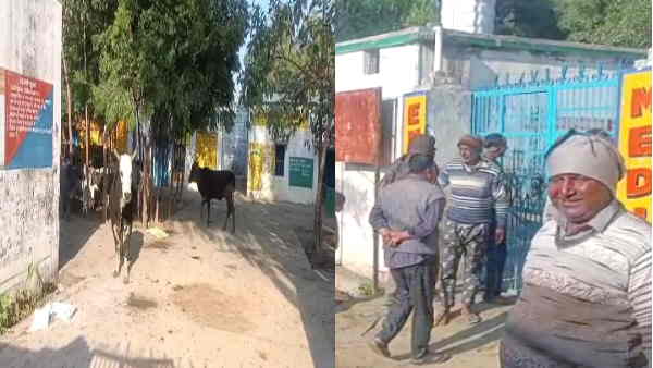 villagers troubled by stray cattle did a unique movement locked cows and bulls in school Bulandshahr
