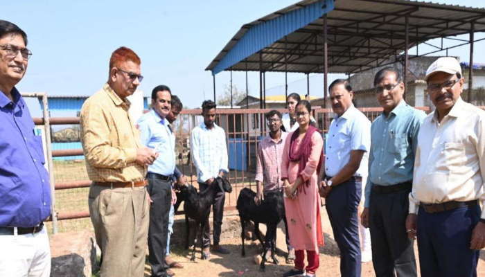 नहीं थी बकरियां उपलब्ध,अब बनेगा माहौल 