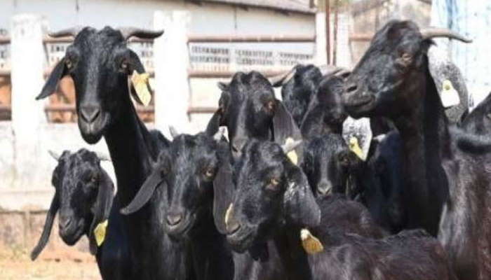 सरगुजा के लिए ब्लैक बंगाल और दुर्ग के लिए उस्मानाबादी उपयुक्त 