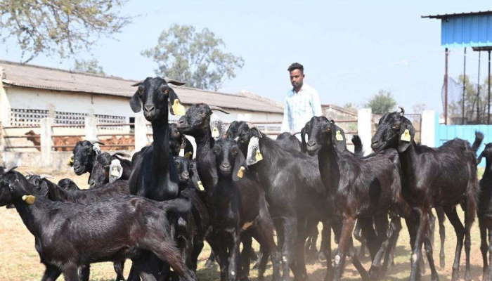 47 प्रतिशत तक है ट्विन रेट 