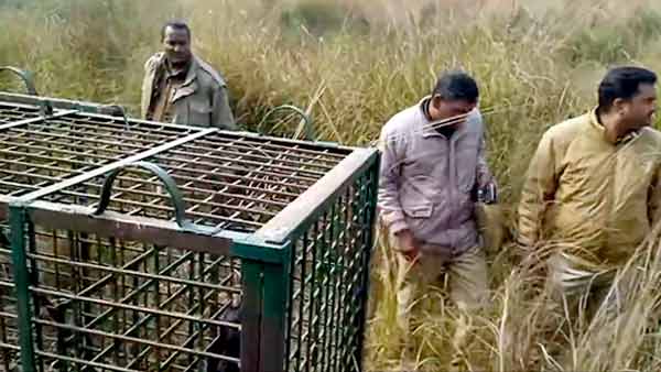 गन्ने के खेत में मिली थी कुत्ते की लाश गन्ने के खेत में मिली थी कुत्ते की लाश