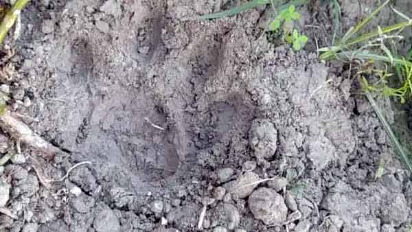 मैदानी इलाके में कैसे आया तेंदुआ मैदानी इलाके में कैसे आया तेंदुआ