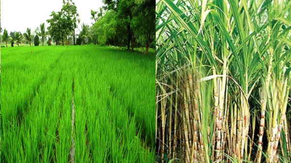 राज परिवार ने बनाया कृषि फार्म और शुरु की चकबंदी