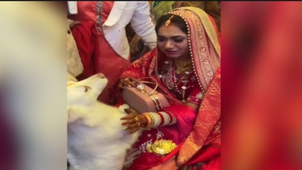 पालतू डॉगी को देखकर रोने लगीं दुल्हन