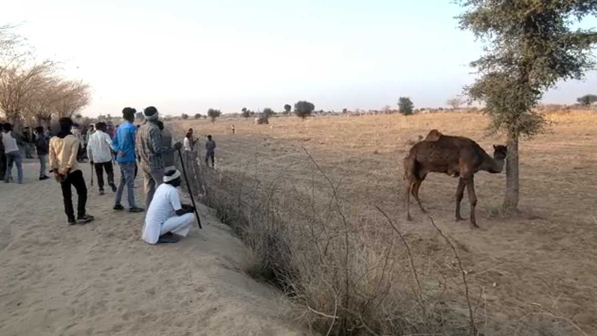 ऊंट मालिक सोहनराम की मौके पर ही मौत हो गई