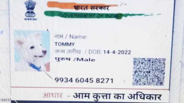 आवेदन में लगी है कुत्ते की तस्वीर