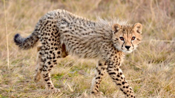 नहीं बचा पाई छलांग