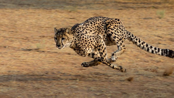 चीते की खासियत