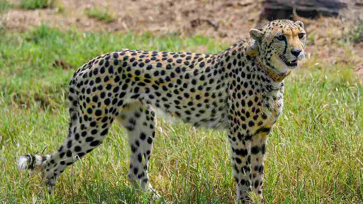 South African Cheetahs In India South African Cheetahs In India