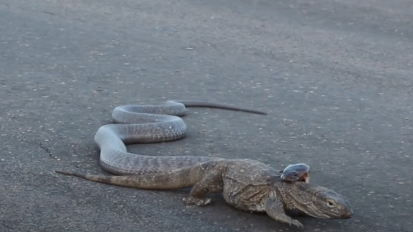 कहां का है वीडियो?