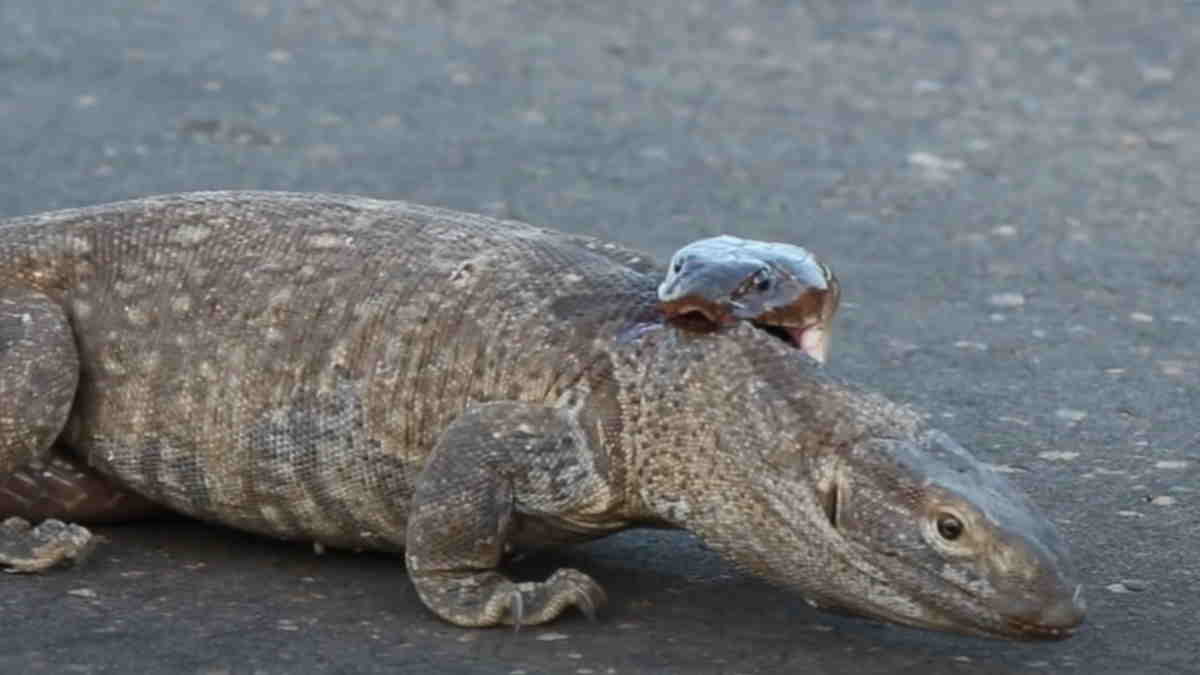 गर्दन पर किया वार