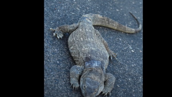 सांपों से इंसानों को बचाती है मॉनिटर लिजार्ड