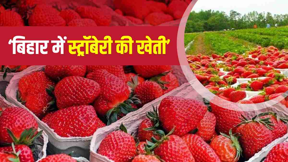 Strawberry Farming in Araria Bihar News Update In Hindi Strawberry Farming in Araria Bihar News Update In Hindi